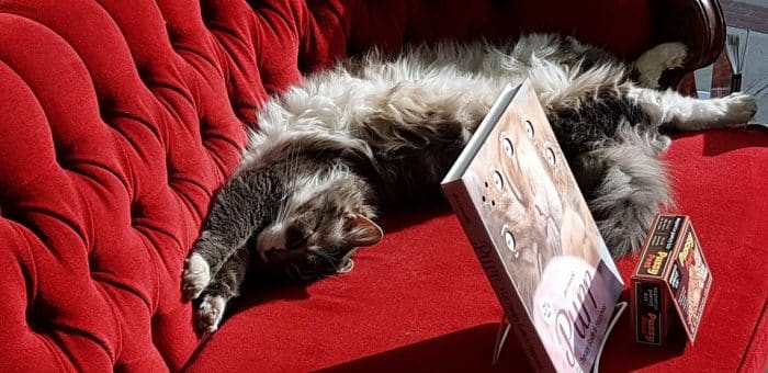 An absolutely adorable cat stretched out behind a book